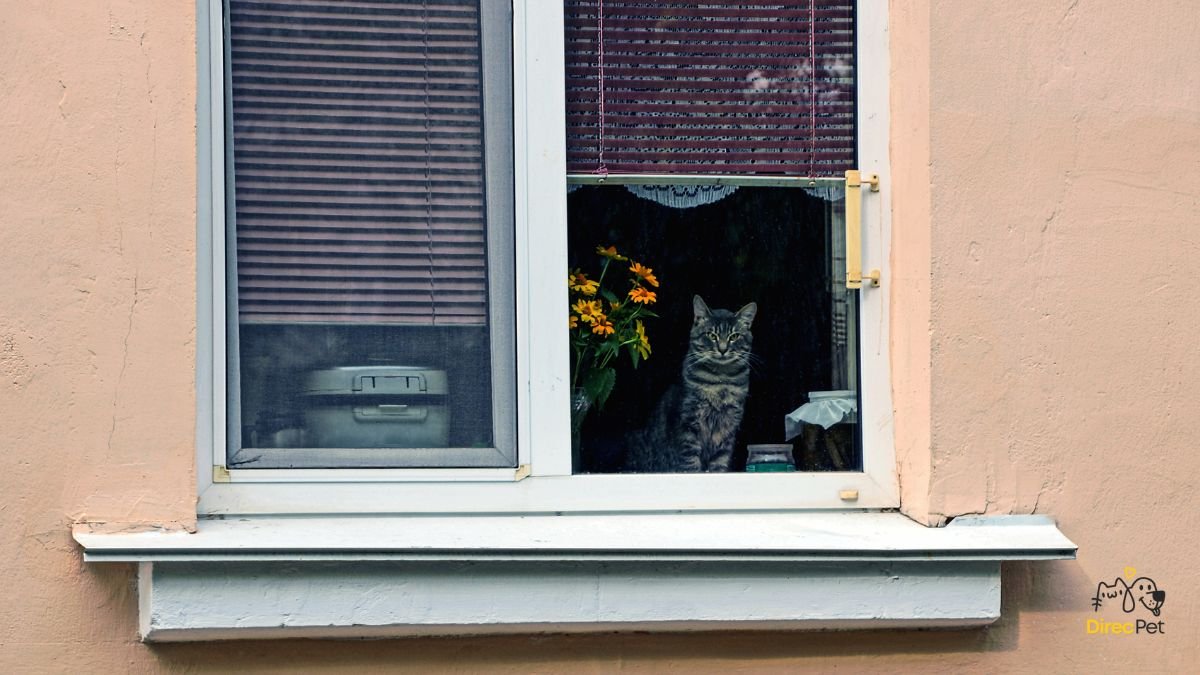 Gatos realmente amam seus donos? A resposta da ciência vai te surpreender 🧠🐱 | Direcionar Dicas Gatos realmente amam seus donos? A resposta da ciência vai te surpreender 🧠🐱 | Dicas de bem-estar para pets – Direcionar Dicas