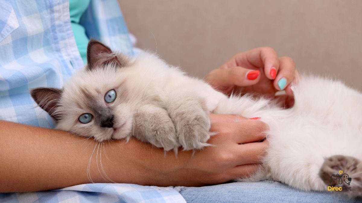 Gatos realmente amam seus donos? A resposta da ciência vai te surpreender 🧠🐱 | Direcionar Dicas Gatos realmente amam seus donos? A resposta da ciência vai te surpreender 🧠🐱 | Dicas de bem-estar para pets – Direcionar Dicas