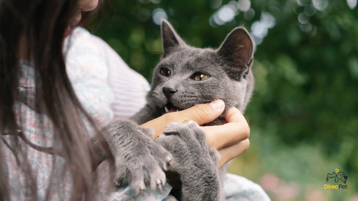 Gatos realmente amam seus donos? A resposta da ciência vai te surpreender 🧠🐱 | Direcionar Dicas Gatos realmente amam seus donos? A resposta da ciência vai te surpreender 🧠🐱 | Dicas de bem-estar para pets – Direcionar Dicas