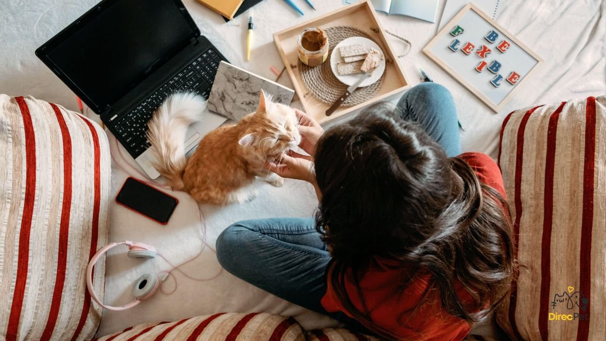 Gatos realmente amam seus donos? A resposta da ciência vai te surpreender 🧠🐱 | Direcionar Dicas Gatos realmente amam seus donos? A resposta da ciência vai te surpreender 🧠🐱 | Dicas de bem-estar para pets – Direcionar Dicas
