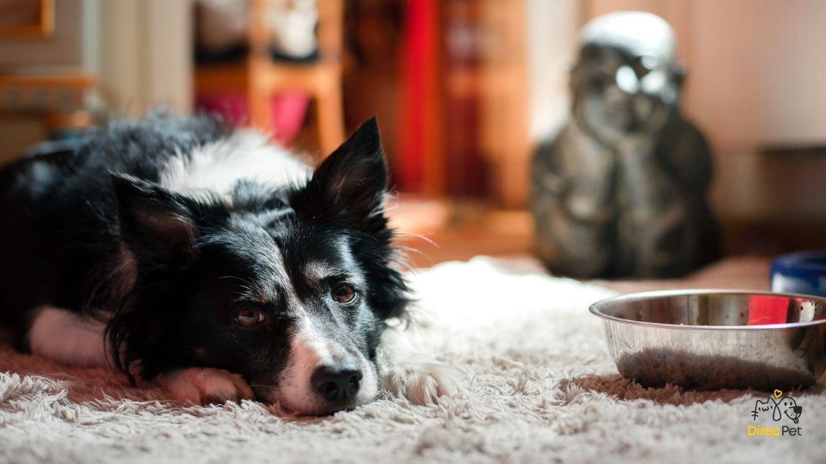 produtos-para-pets-—-camas-tapetes-brinquedos-e-acessorios-31 5 sinais que mostram que seu cachorro pode estar doente (e você nem percebeu!)