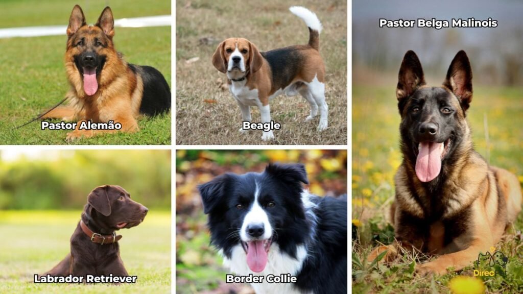 🐶 Cães podem auxiliar na detecção de doenças como câncer, Parkinson e Alzheimer através do faro | Direcionar Dicas 🐶 Cães podem auxiliar na detecção de doenças como câncer, Parkinson e Alzheimer através do faro | Dicas de bem-estar para pets – Direcionar Dicas
