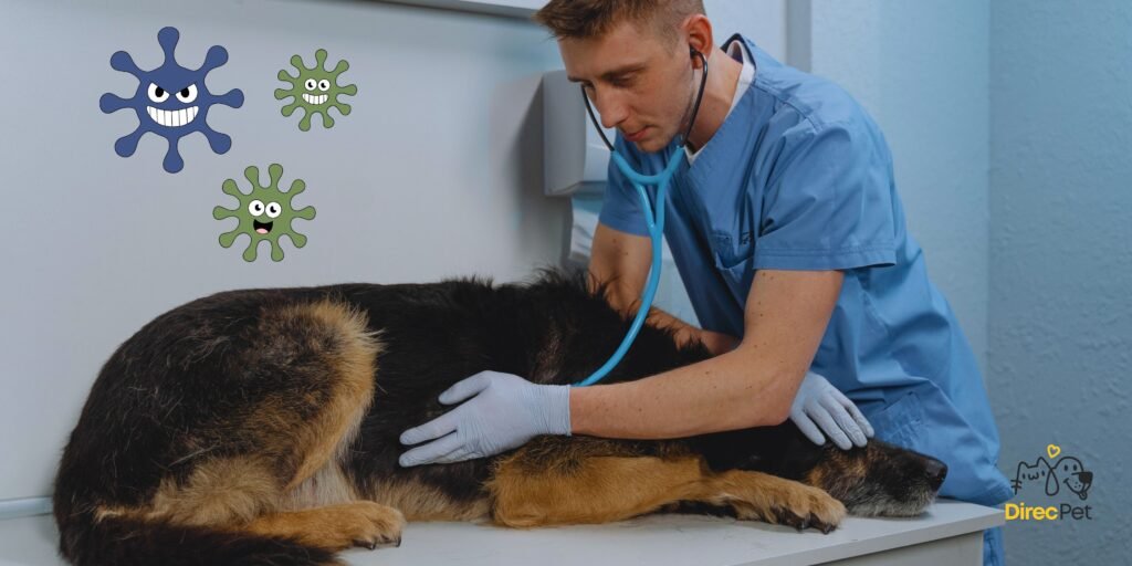 🐶 Vacina V8 ou V10: qual é a melhor para o seu cachorro? | Direcionar Dicas 🐶 Vacina V8 ou V10: qual é a melhor para o seu cachorro? | Dicas de bem-estar para pets – Direcionar Dicas