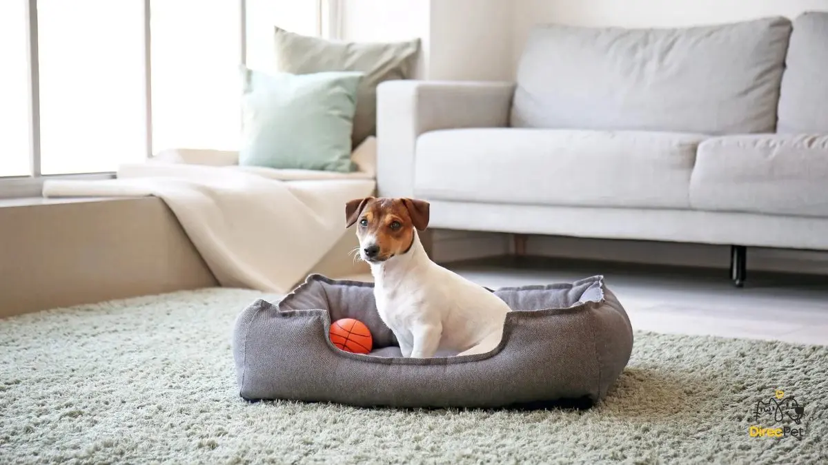 Ambiente-preparado-para-reduzir-ansiedade-canina Como acalmar cães ansiosos: técnicas simples que qualquer tutor pode usar