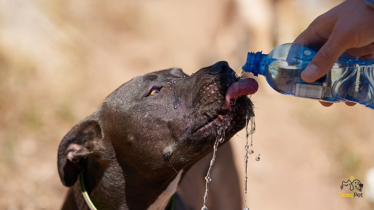 Cachorro-bebendo-agua-fresca-em-dia-quente Por que os cães param de comer?