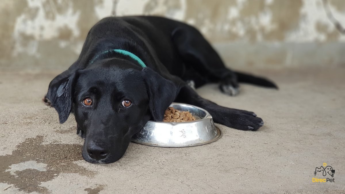 Cachorro-deitado-sem-vontade-de-comer Por que os cães param de comer?