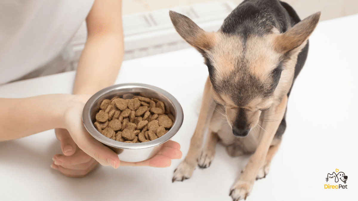 Cachorro-olhando-para-o-pote-de-racao-sem-apetite Por que os cães param de comer?
