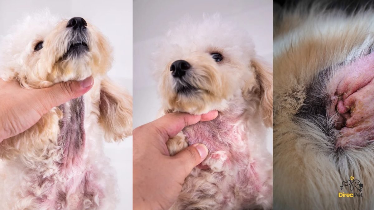 Cachorro-se-cocando-devido-a-alergia-alimentar Cachorro com alergia alimentar: sintomas, alimentos proibidos e como tratar de verdade