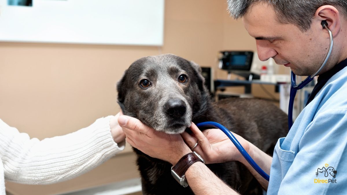 Cachorro-sendo-examinado A vacina contra leishmaniose realmente protege o seu cachorro?