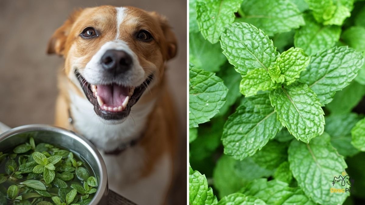 Cao-ao-lado-de-uma-bandeja-com-hortela Como acabar com o mau hálito do cachorro de forma natural e eficaz