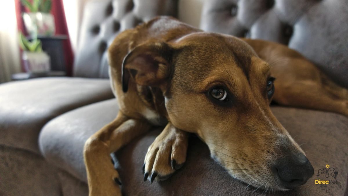 Cao-deitado-em-local-tranquilo-com-luz-suave-e-postura Como acalmar cães ansiosos: técnicas simples que qualquer tutor pode usar