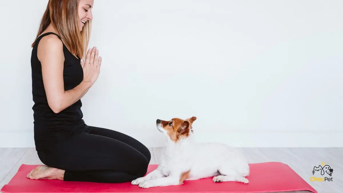 Cao-deitado-em-tapete-de-treino-enquanto-mantem-contato Como acalmar cães ansiosos: técnicas simples que qualquer tutor pode usar