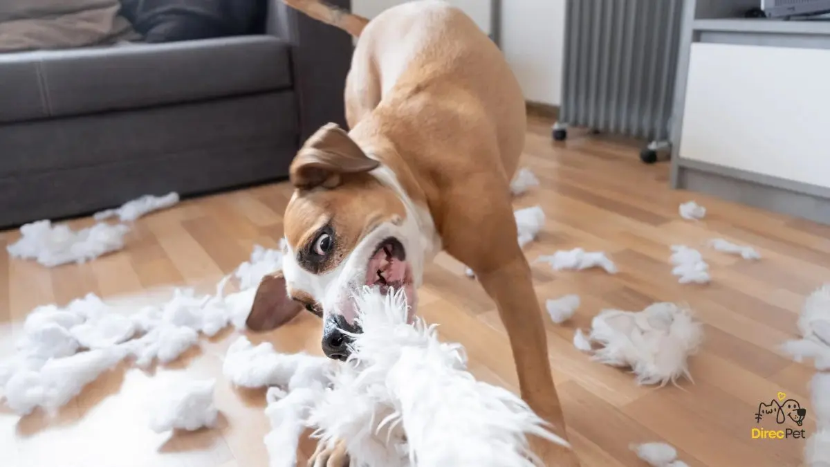 Cao-olhando-para-um-sofa-destruido-em-casa Cachorro destruindo tudo em casa? Descubra como acabar com isso rápido!