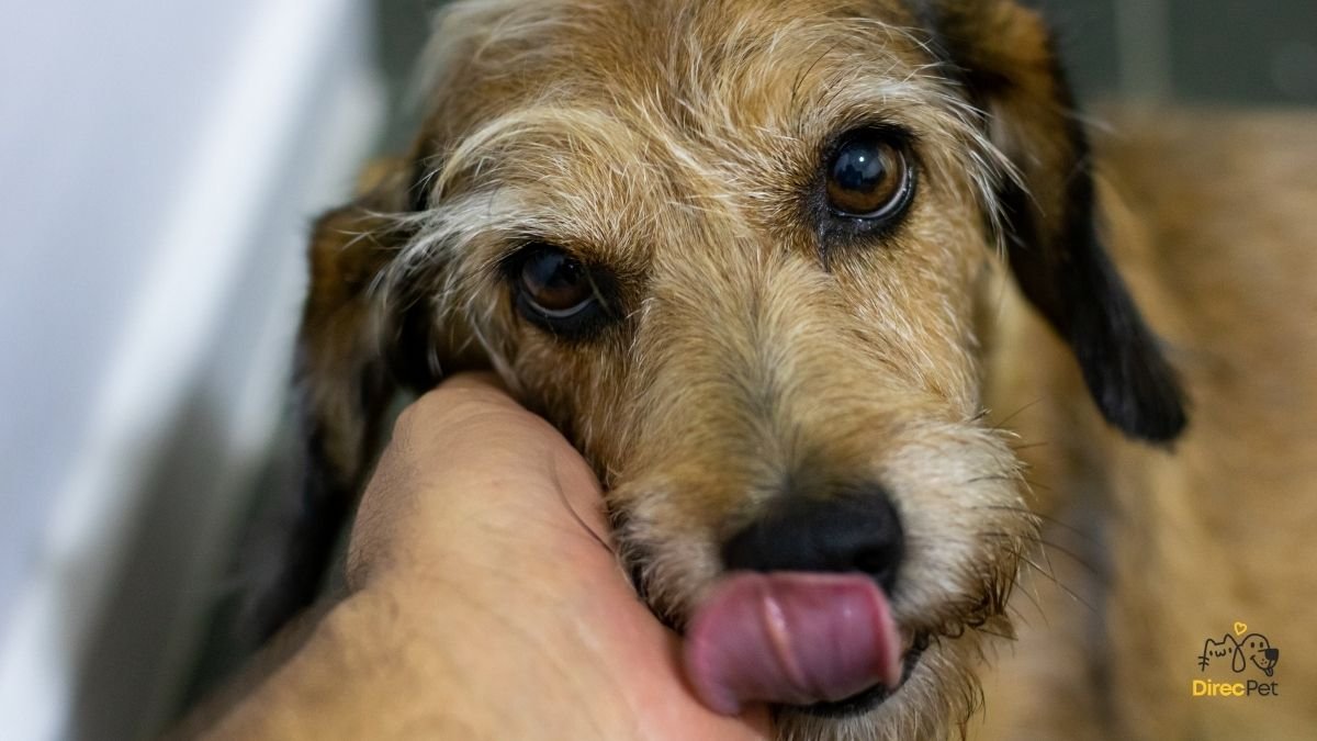 Cao-recebendo-carinho-apos-escovar-os-dentes Como acabar com o mau hálito do cachorro de forma natural e eficaz