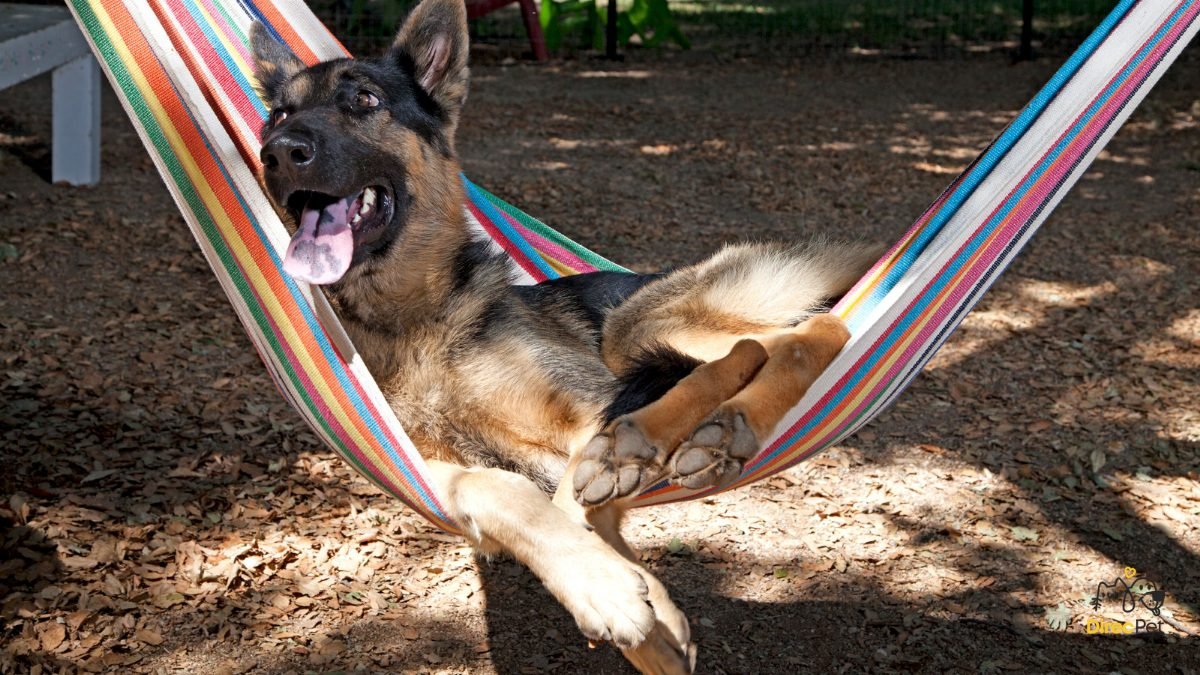Cao-relaxado-depois-de-atividades-de-farejo Cachorro destruindo tudo em casa? Descubra como acabar com isso rápido!