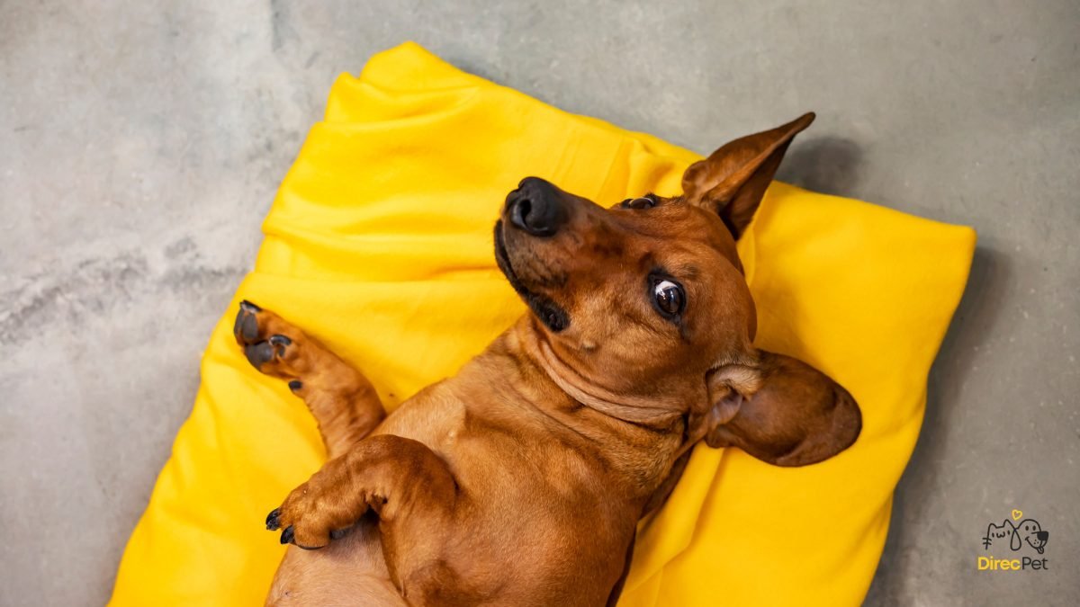 Cao-relaxando-em-tapete-seguro-apos-treino-curto Como acalmar cães ansiosos: técnicas simples que qualquer tutor pode usar