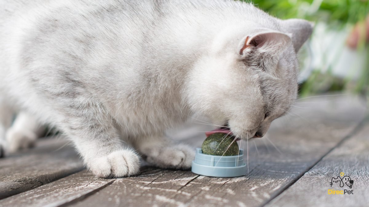 Gato-brincando-com-brinquedo-interativo-com-catnip Pequenas mudanças que deixam o seu gato mais feliz dentro de casa