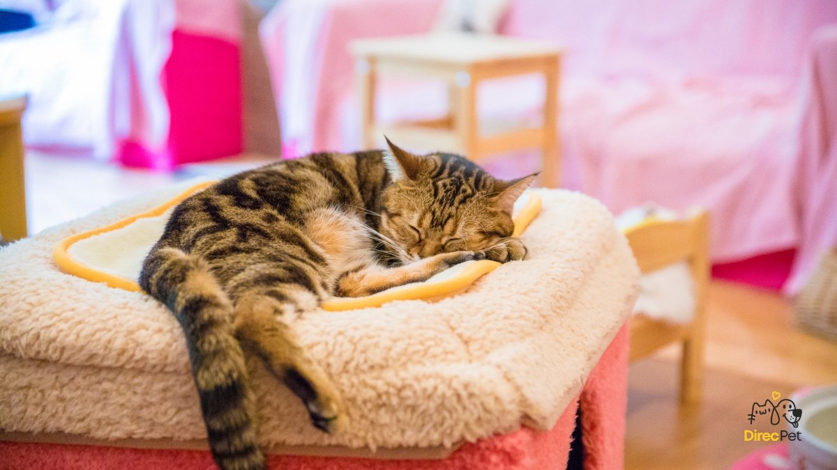 Gato-relaxando-em-uma-area-confortavel-dentro-de-casa Pequenas mudanças que deixam o seu gato mais feliz dentro de casa