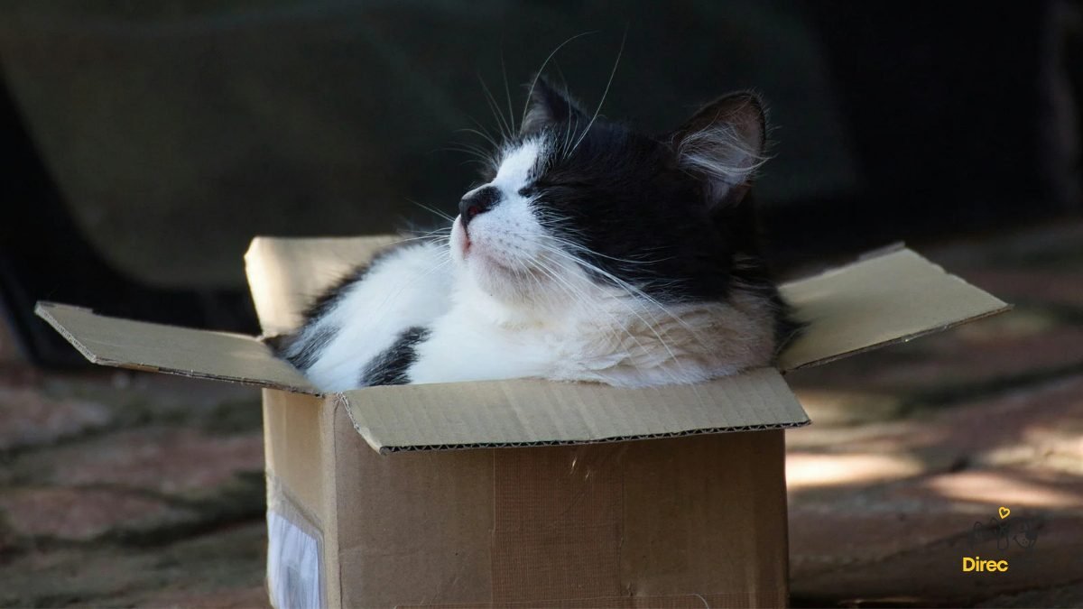 Gato-se-escondendo-em-caixa-de-papelao-aconchegante Pequenas mudanças que deixam o seu gato mais feliz dentro de casa