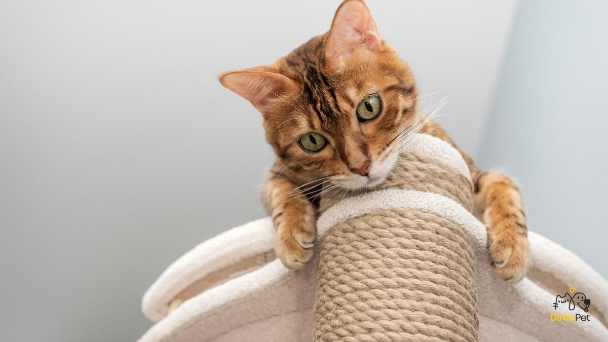 Gato-tranquilo-no-arranhador Por que o gato arranha tudo dentro de casa — e como fazer ele parar hoje mesmo!