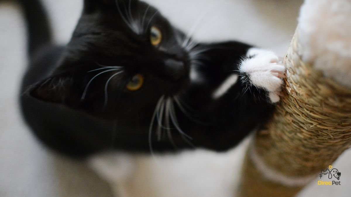 Gato-usando-o-arranhador Por que o gato arranha tudo dentro de casa — e como fazer ele parar hoje mesmo!