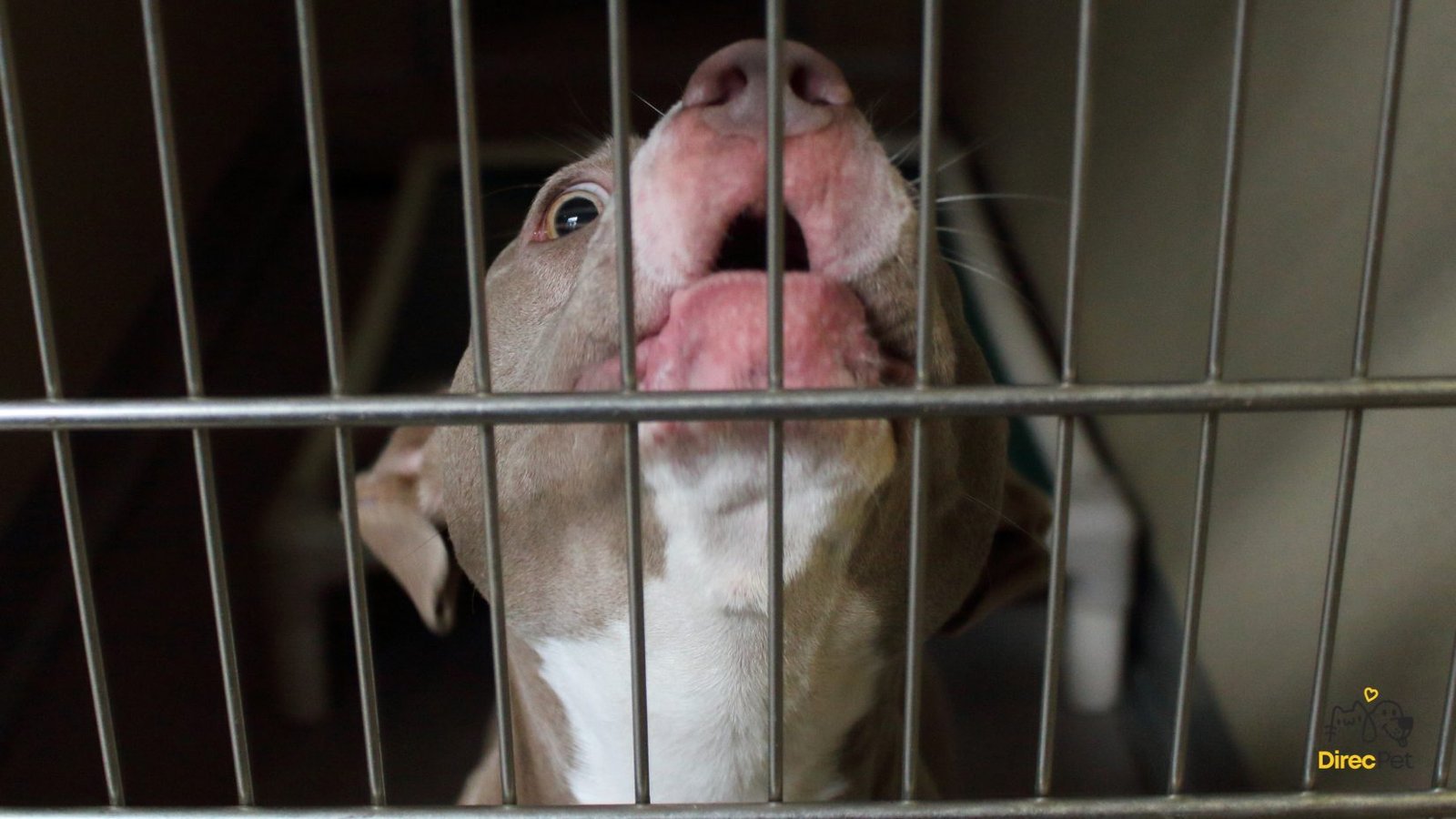 Pitbull-demonstrando-sinais-de-estresse Pitbull não é vilão: entenda o que realmente causa ataques