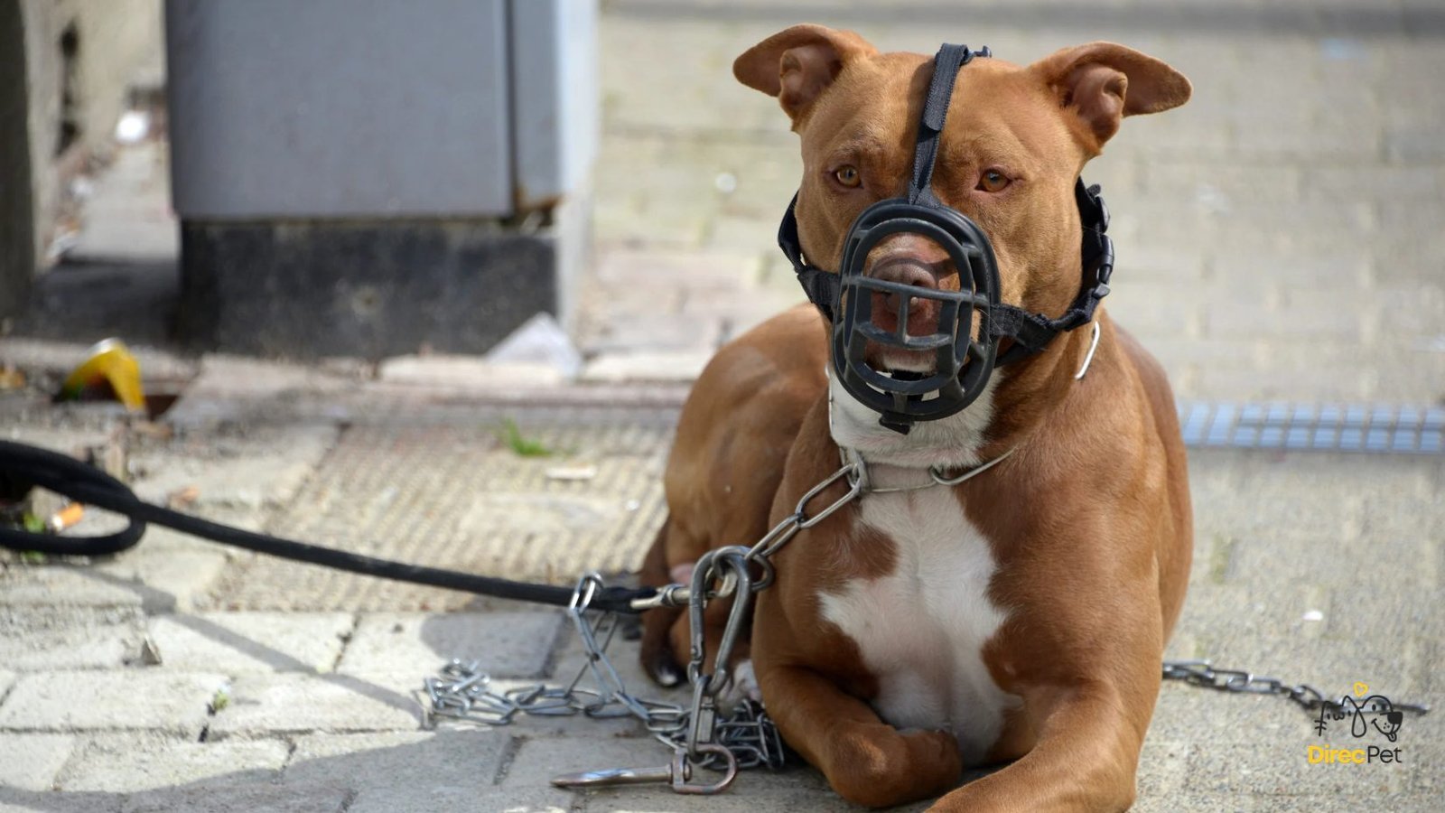 Pitbull-observando-atento Pitbull não é vilão: entenda o que realmente causa ataques