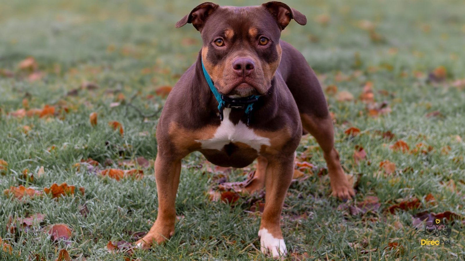 Pitbull-observando-demonstrando-comportamento-atento Pitbull não é vilão: entenda o que realmente causa ataques