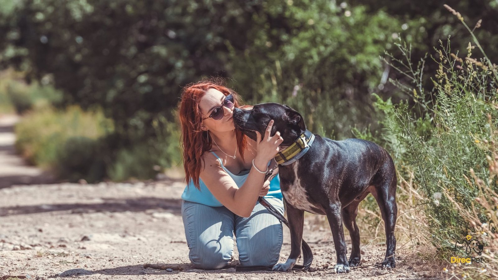 Pitbull-recebendo-carinho Pitbull não é vilão: entenda o que realmente causa ataques