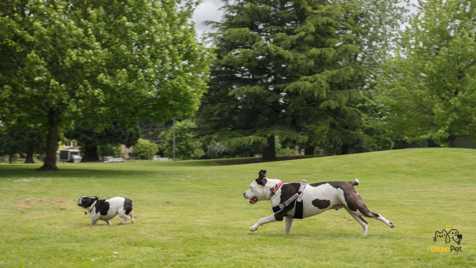 Pitbull-socializando-ao-ar-livre Pitbull não é vilão: entenda o que realmente causa ataques