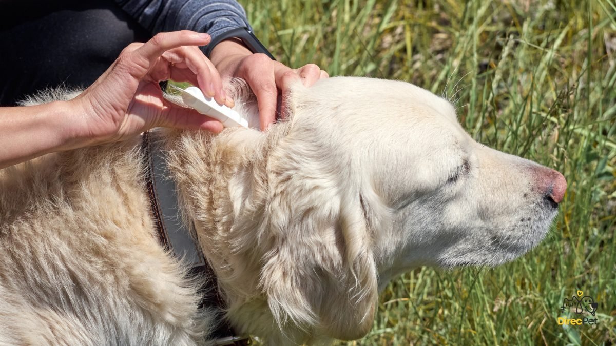 Tutor-cuidando-do-cachorro-e-prevenindo-verme-do-coracao A doença silenciosa que o mosquito transmite e pode matar seu cachorro — saiba como proteger agora!