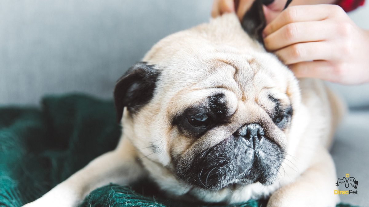 Tutor-cuidando-do-cachorro A doença silenciosa que o mosquito transmite e pode matar seu cachorro — saiba como proteger agora!