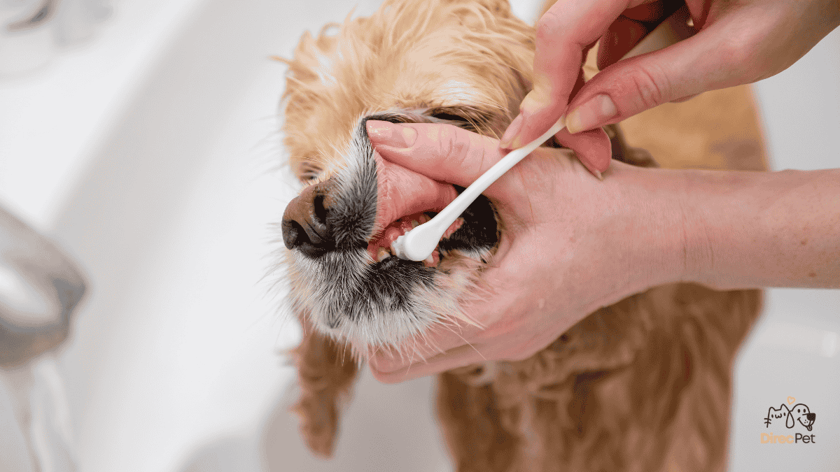 Tutor-escovando-gentilmente-seu-cachorro Como acabar com o mau hálito do cachorro de forma natural e eficaz