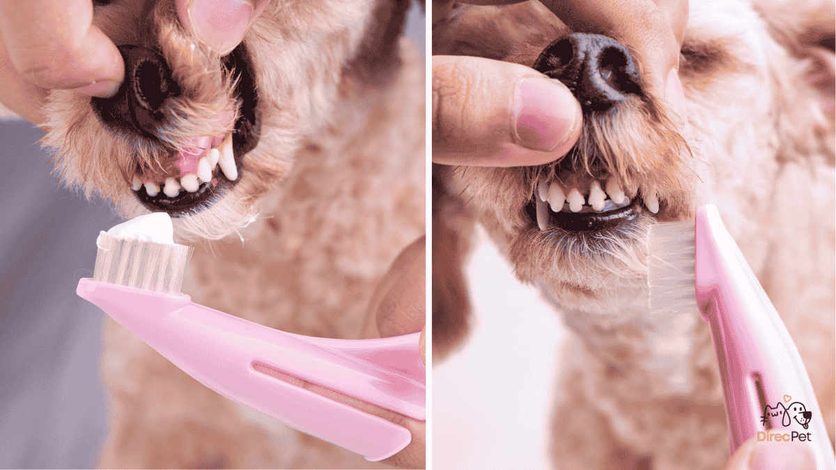 Tutor-escovando-seu-cachorro-com-a-escova-canina-certa Como acabar com o mau hálito do cachorro de forma natural e eficaz