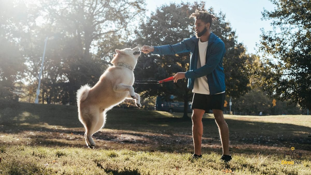 Tutor-realizando-treino-com-o-pet Como acalmar cães ansiosos: técnicas simples que qualquer tutor pode usar