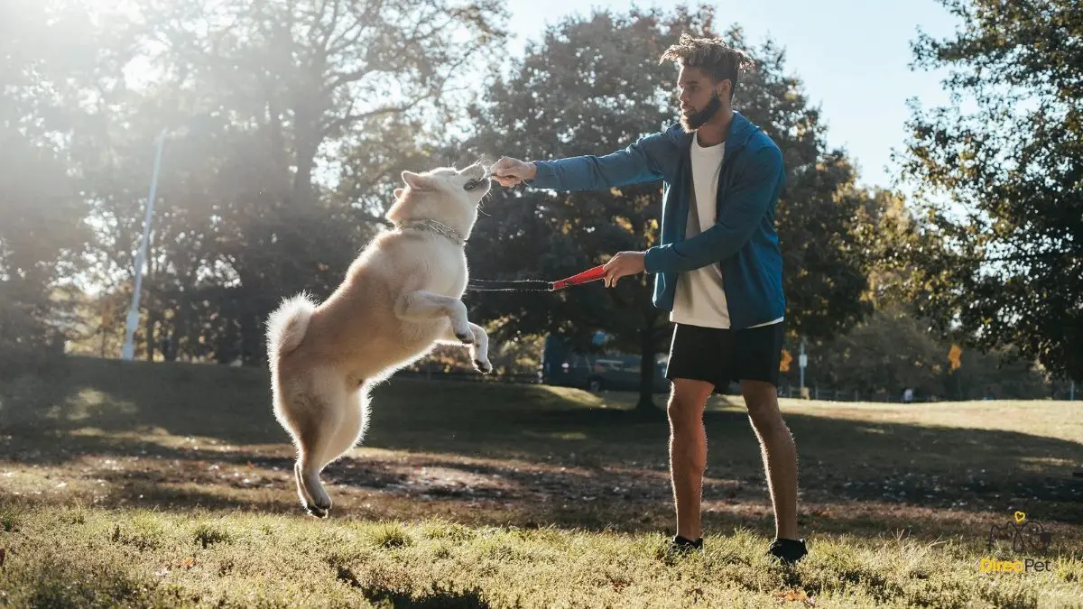 Tutor-realizando-treino-com-o-pet Como acalmar cães ansiosos: técnicas simples que qualquer tutor pode usar