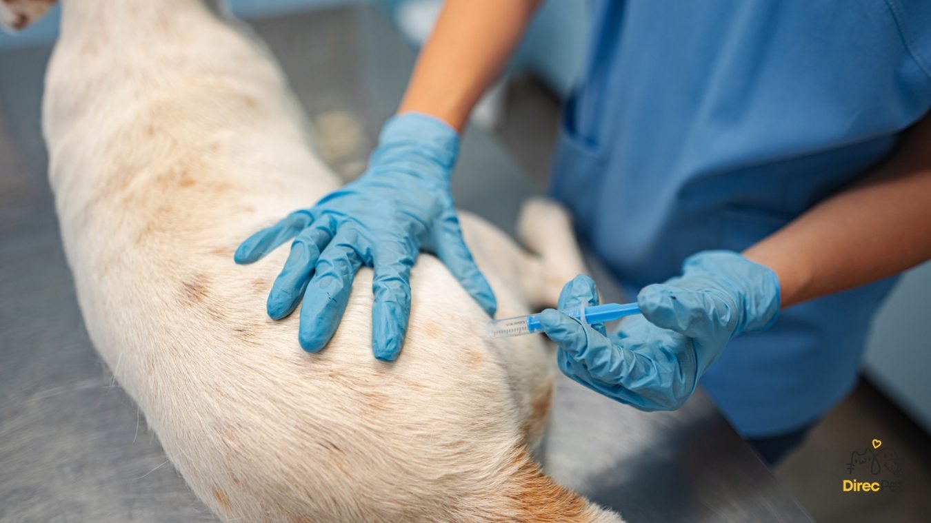 Veterinario-aplicando-vacina-em-cachorro-leishmaniose A vacina contra leishmaniose realmente protege o seu cachorro?