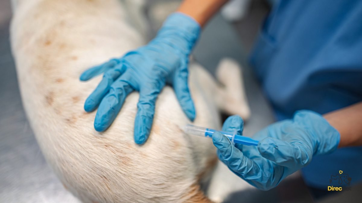 Veterinario-aplicando-vacina-no-cachorro A doença do mosquito que pode matar seu cachorro: descubra como proteger agora!