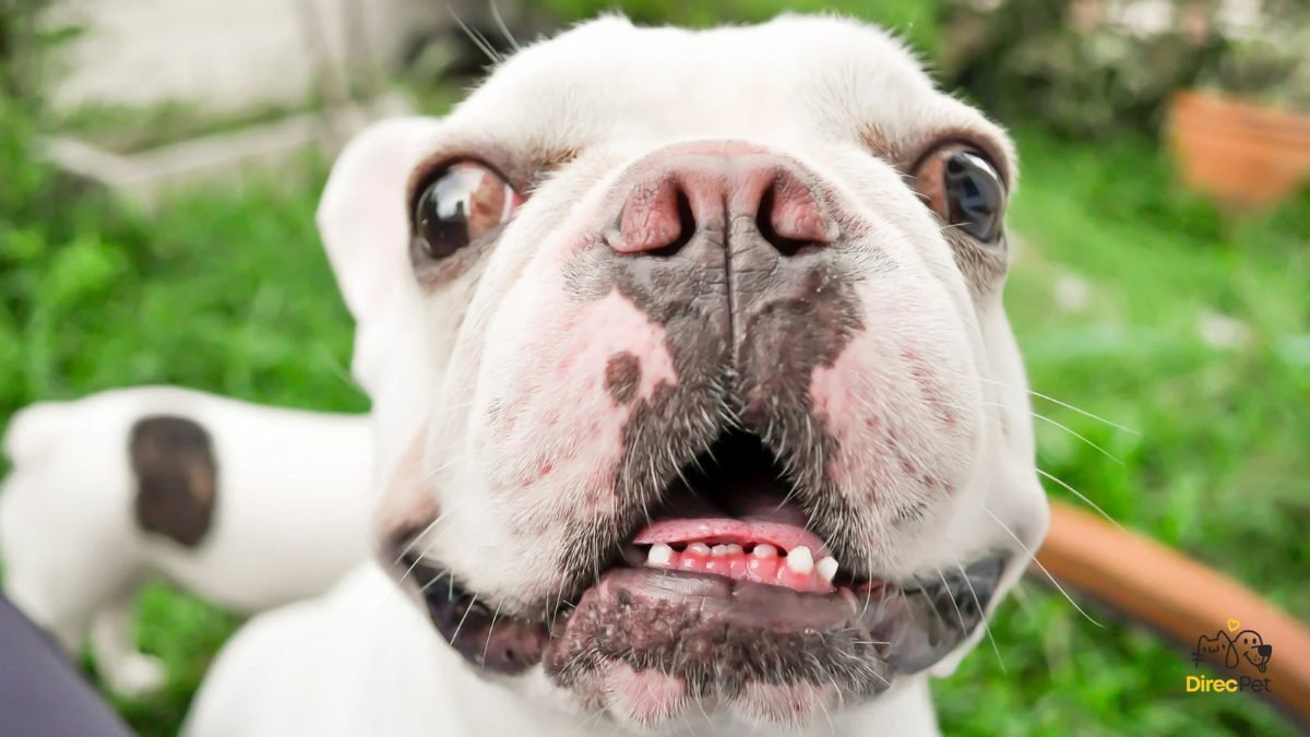 produtos-para-pets-—-camas-tapetes-brinquedos-e-acessorios_20251101_063549_0000 Como acalmar cães ansiosos: técnicas simples que qualquer tutor pode usar