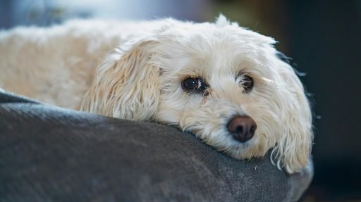 Cadela-descansando-apos-o-cio-em-ambiente-tranquilo Como saber se a cadela está no cio: sinais, cuidados e o que evitar