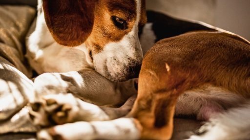 Cadela-durante-o-periodo-do-cio-deitada-e-tranquila Como saber se a cadela está no cio: sinais, cuidados e o que evitar