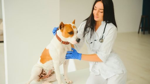 Cadela-sendo-examinada-por-veterinario-apos-o-cio Como saber se a cadela está no cio: sinais, cuidados e o que evitar