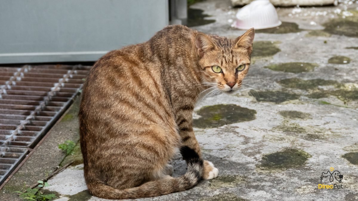 Gato-atento-e-desconfiado Gato nervoso ou agressivo? Entenda o motivo e resolva rápido!