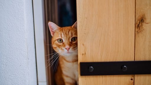 Gato-escapando-por-uma-porta-entreaberta Por que o gato foge de casa e como evitar que isso aconteça