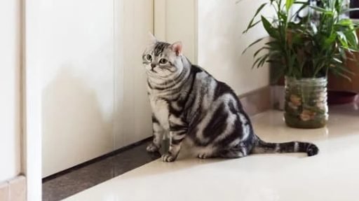 Gato-observando-atentamente-a-porta Por que o gato foge de casa e como evitar que isso aconteça