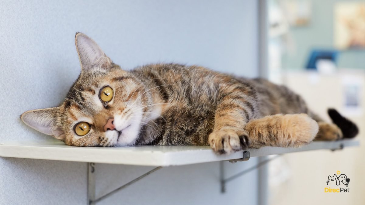 Gato-relaxando-em-prateleira Gato nervoso ou agressivo? Entenda o motivo e resolva rápido!