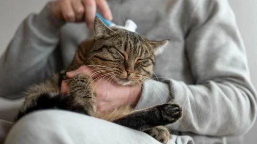 Tutor-acolhendo-gato-que-retornou-para-casa Por que o gato foge de casa e como evitar que isso aconteça