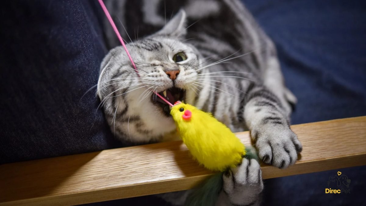 Tutor-brincando-com-varinha-com-o-gato Gato nervoso ou agressivo? Entenda o motivo e resolva rápido!