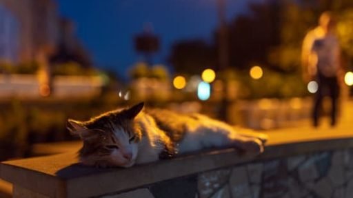 Tutor-procurando-o-gato-nas-ruas-a-noite Por que o gato foge de casa e como evitar que isso aconteça