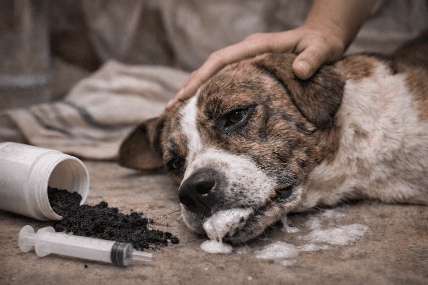 Tutor cuidando de cachorro envenenado em casa durante emergência